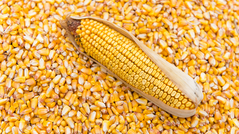 http://grains-corn